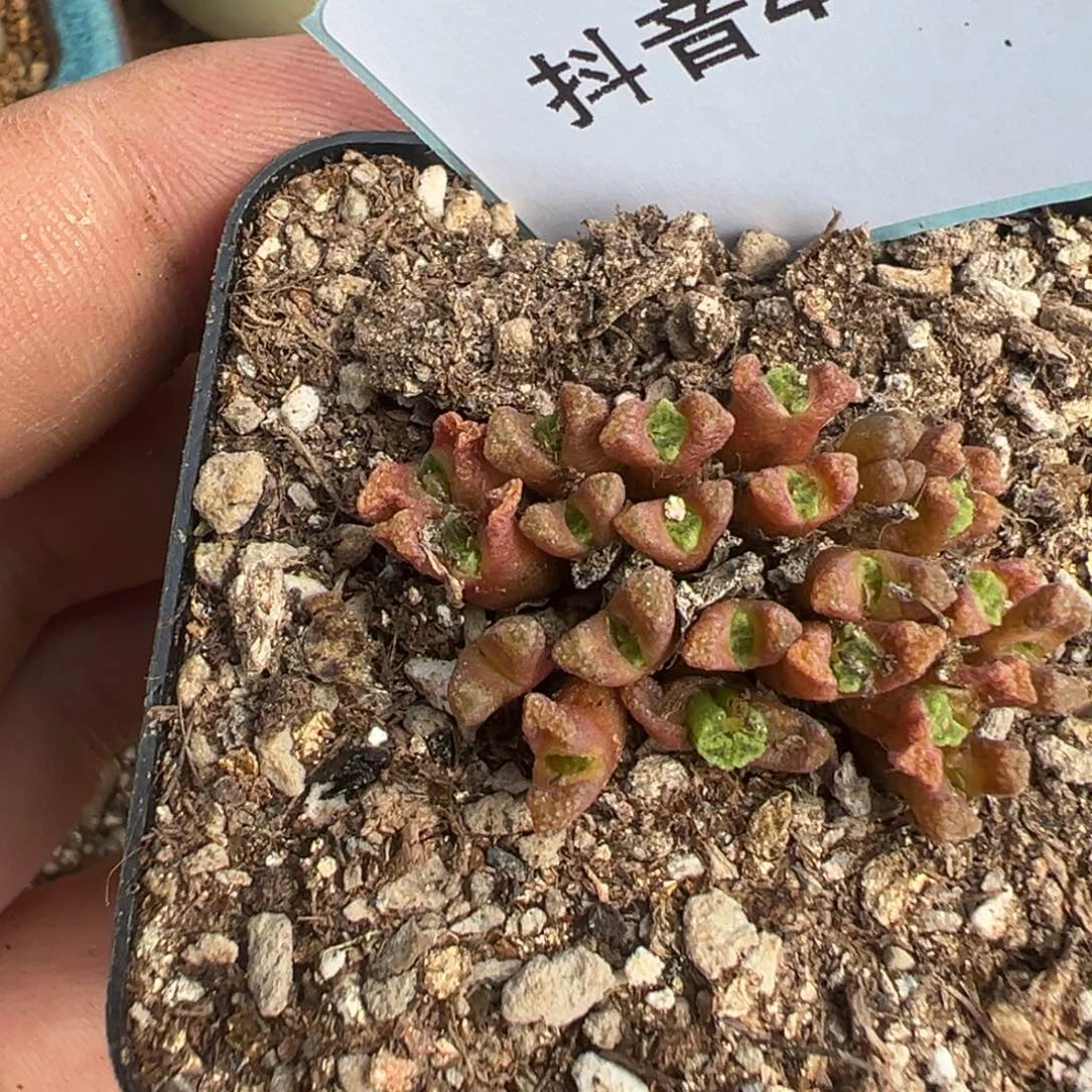 陈*4-11肉锥多肉植物