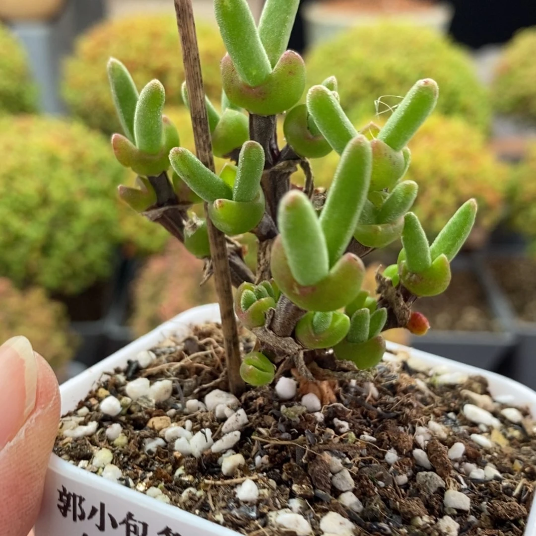 M***生枝干兔子1694枝干番杏