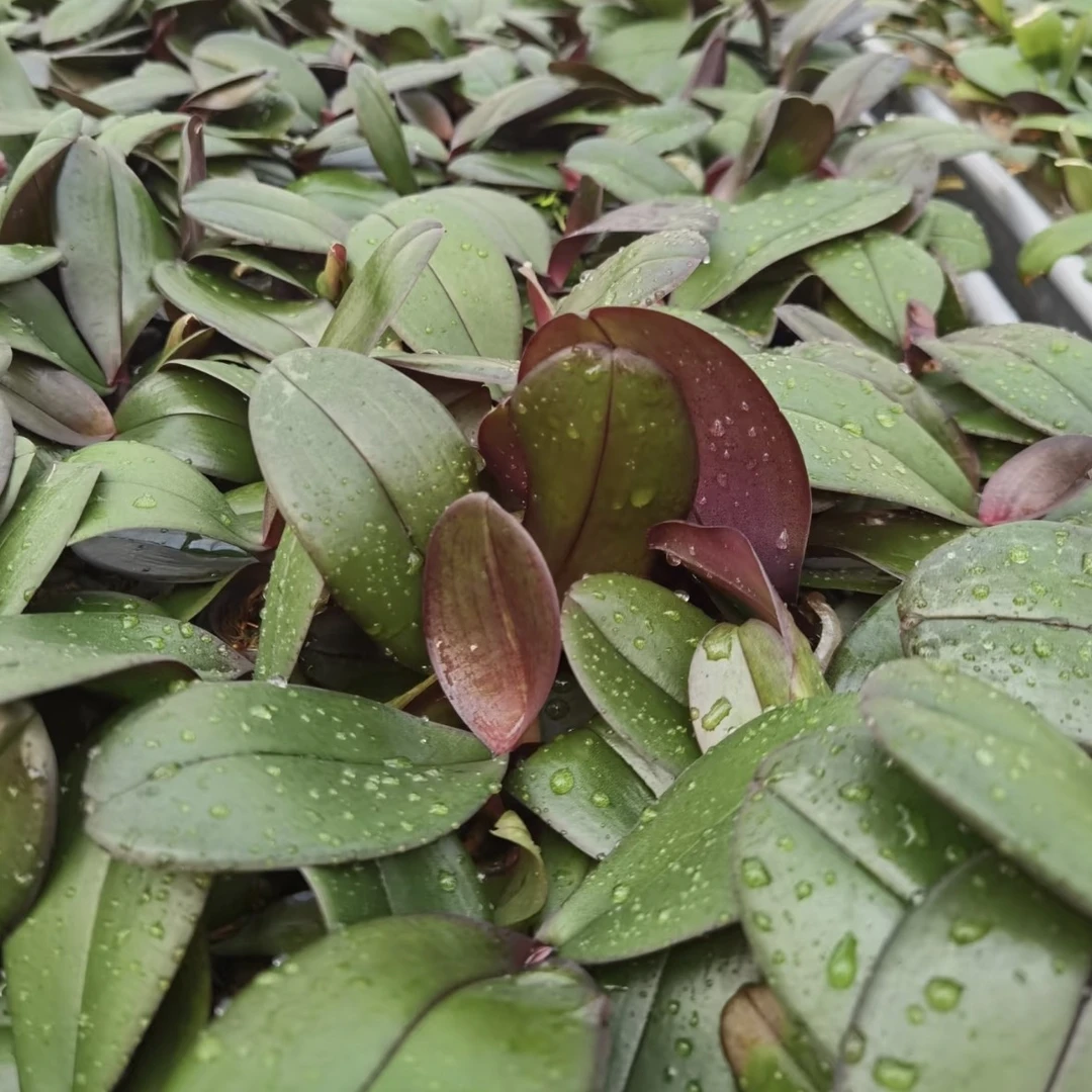 蝴蝶兰【1.7寸杯宝宝苗】种类齐全满20包邮基地发货兰花绿植