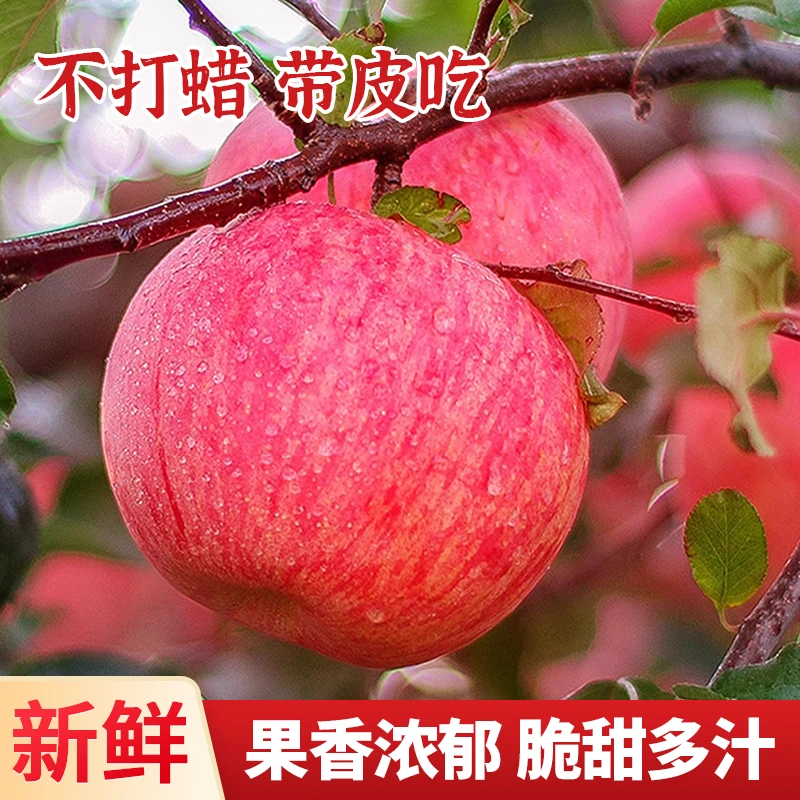 山西红富士苹果脆甜多汁自然成熟皮薄肉厚颗颗精选果园直发高品质
