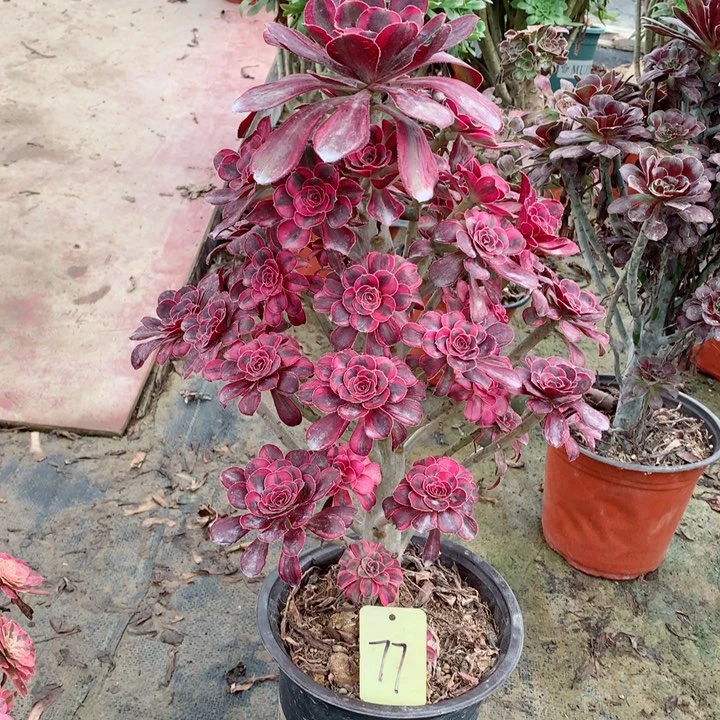 77香奈儿多肉一物一拍～