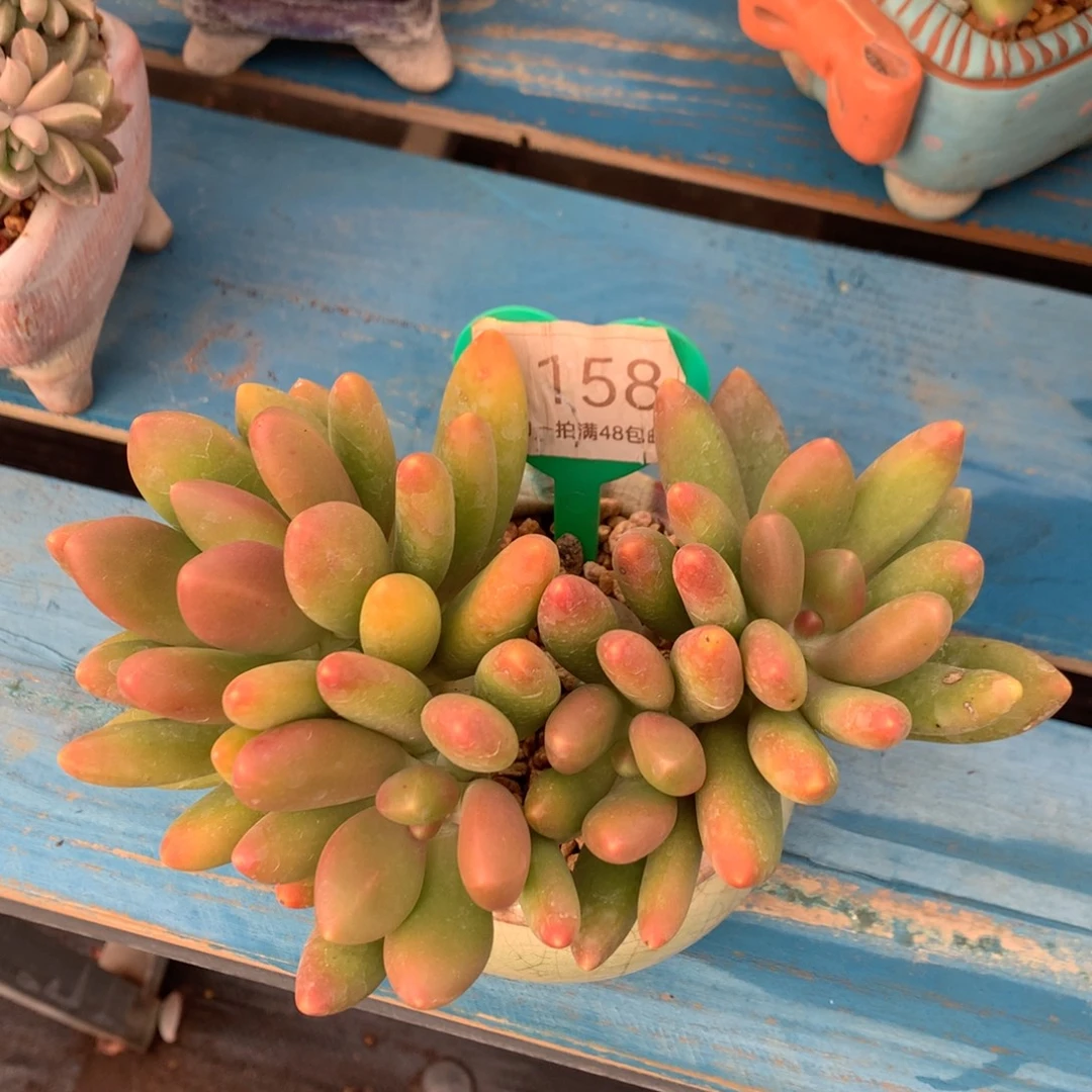 芒果奶无砍平头1158