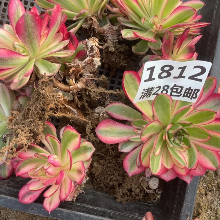 1812二号棚倾城母本七个E