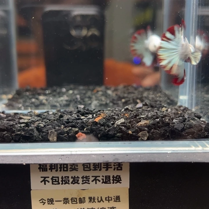 斗鱼竞拍跑单拉黑17日145