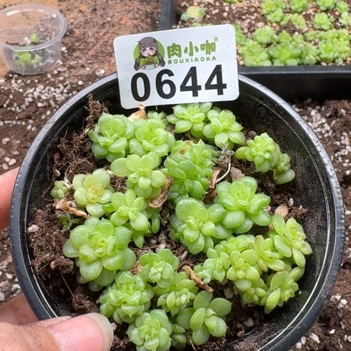 当前无花朵，栽培后可花朵多肉植物多肉植物
