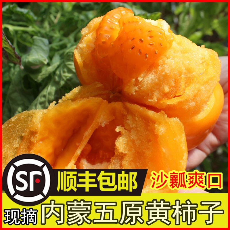 （顺丰包邮）内蒙古五原黄色西红柿番茄3斤生吃新鲜采摘