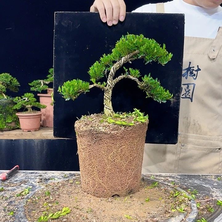 无花朵黄杨盆景四季常绿