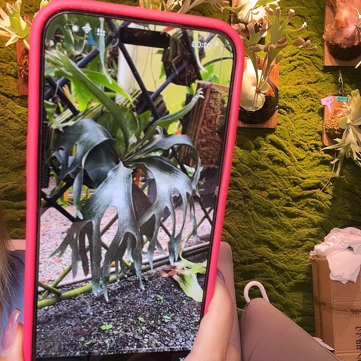 不开花植物wanna 海豚侧