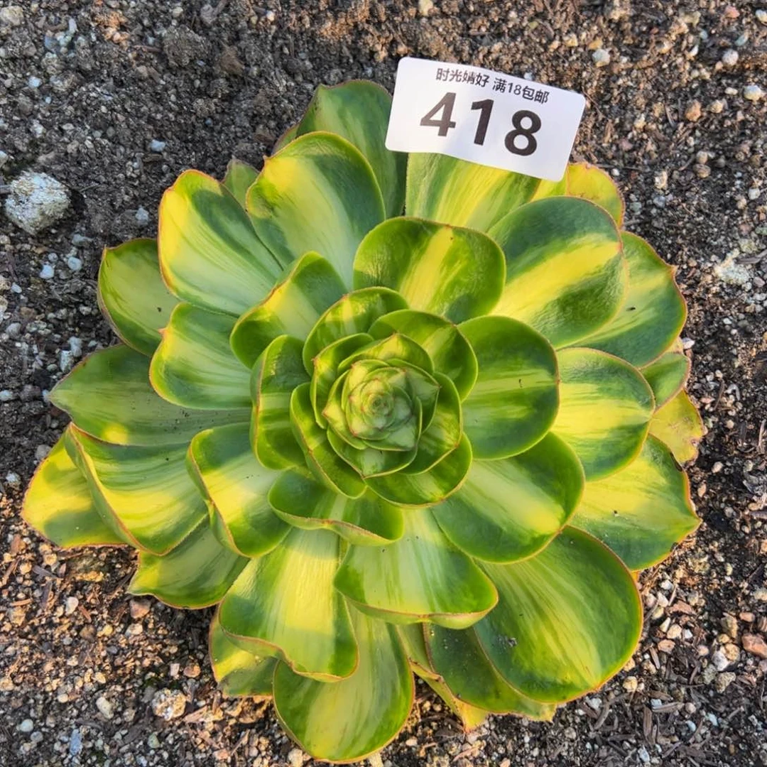 418暴君多肉植物