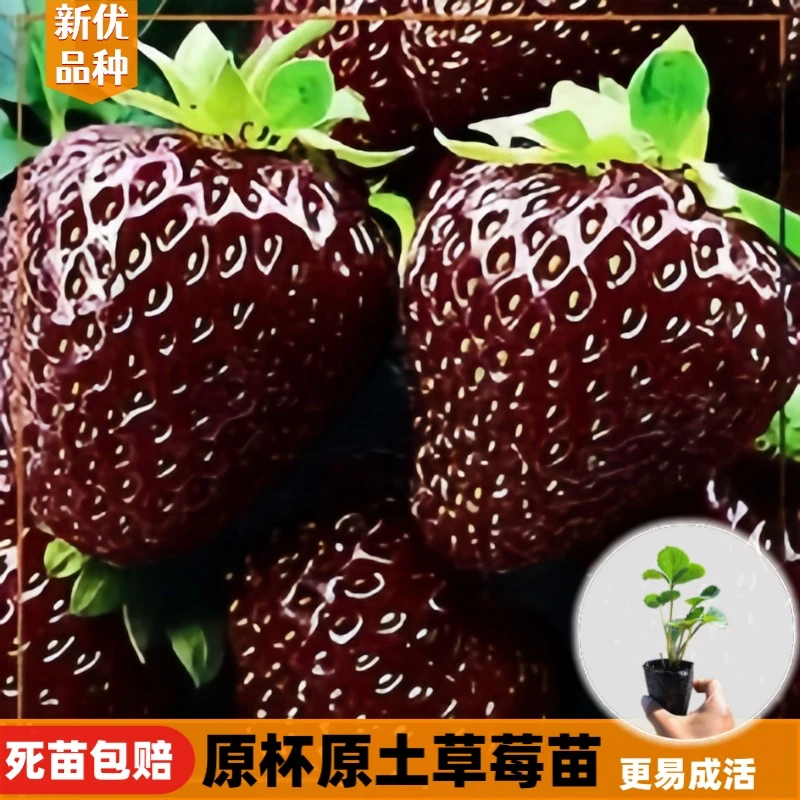 草莓苗四季奶油天使当年结果南北方种植阳台盆栽室内外种植好成活