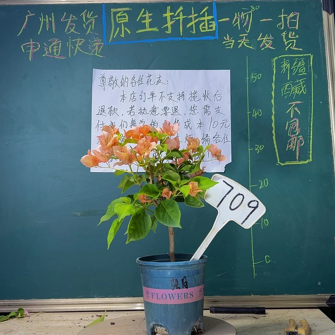当前无花栽培后可以开花落日 709