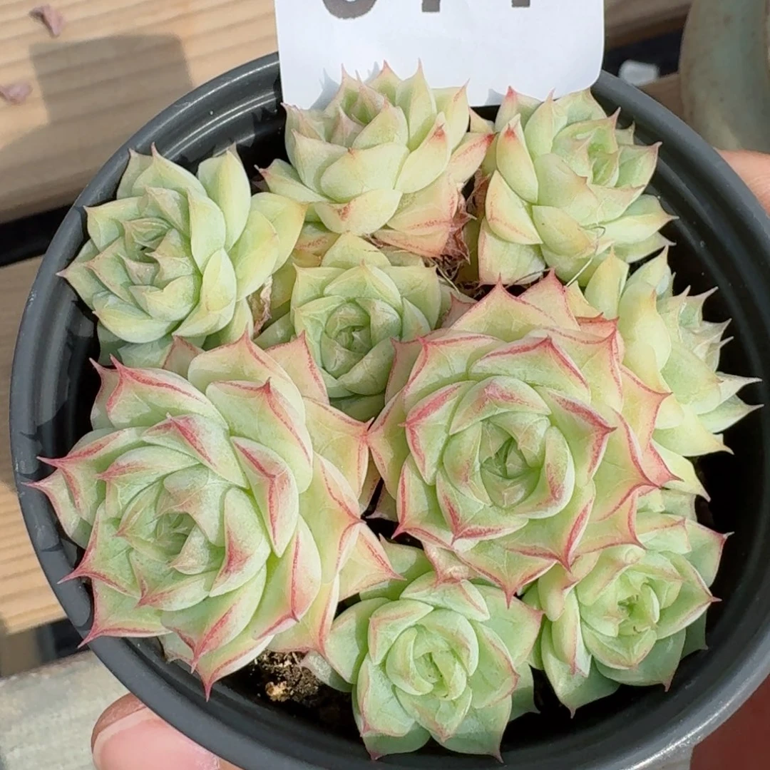 边线粉女王        精美多肉植物
