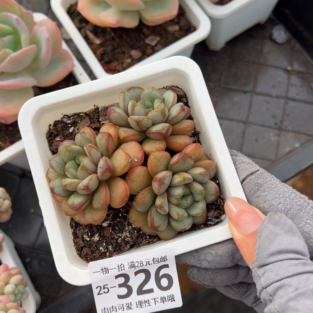 葡萄多多肉多肉多肉多肉