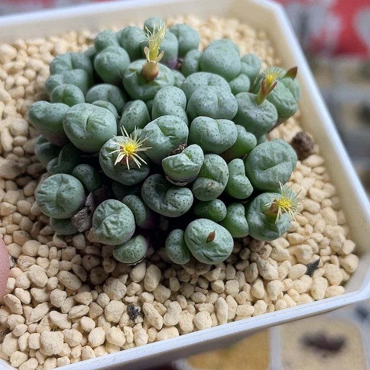 佳人园艺多肉生石花小饼499