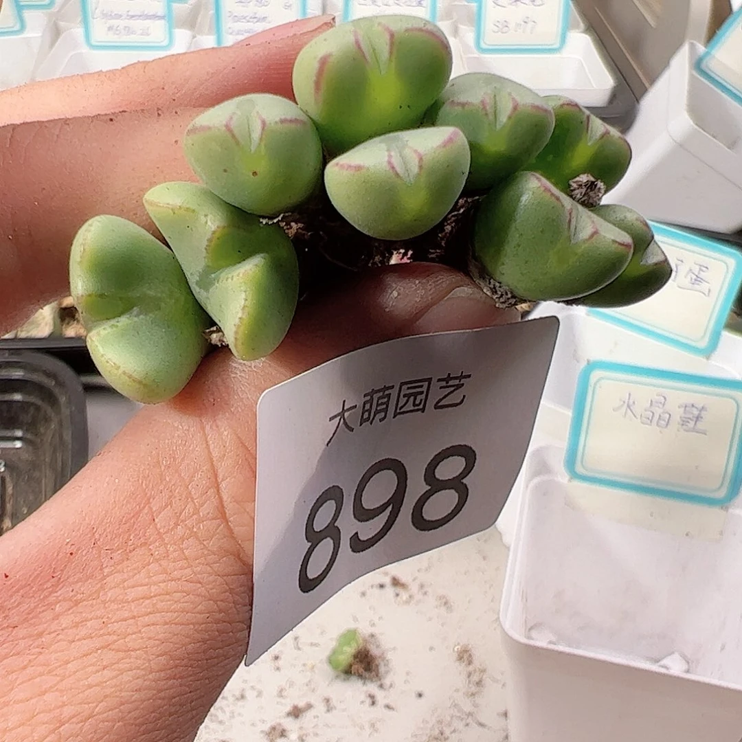 0000898 一物一拍……