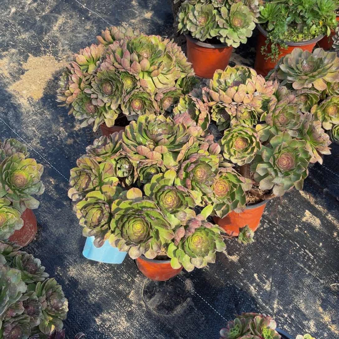 拉丝万圣节多肉植物捧花的
