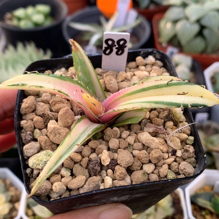 龙舌兰白鲸中斑锦