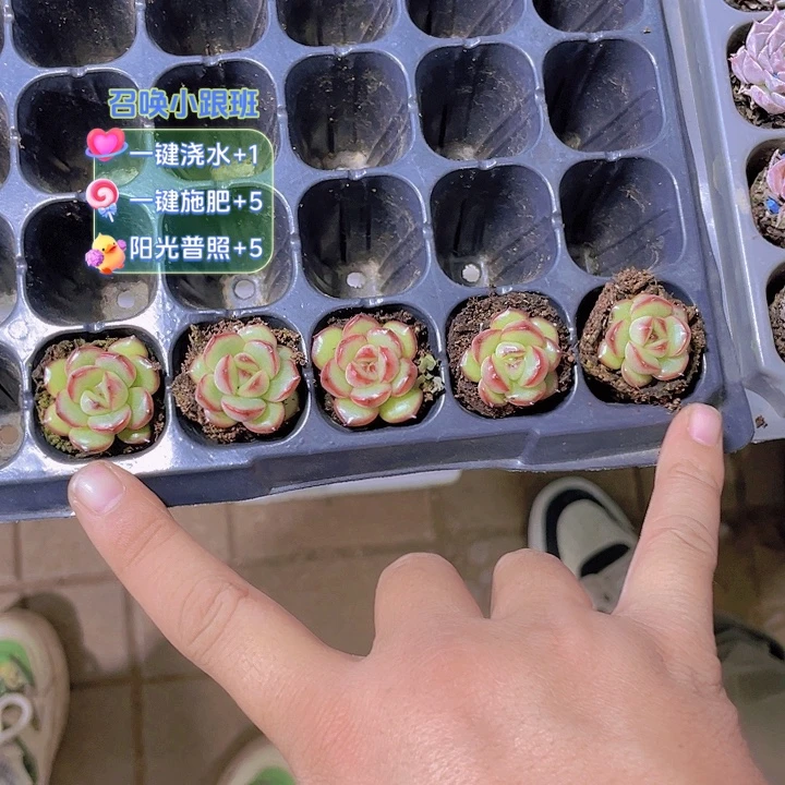 傲***雪定向万宝龙【满10颗包邮】