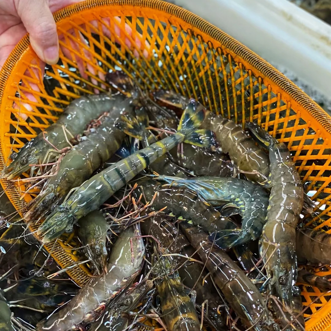 黑虎虾（个大一斤）
