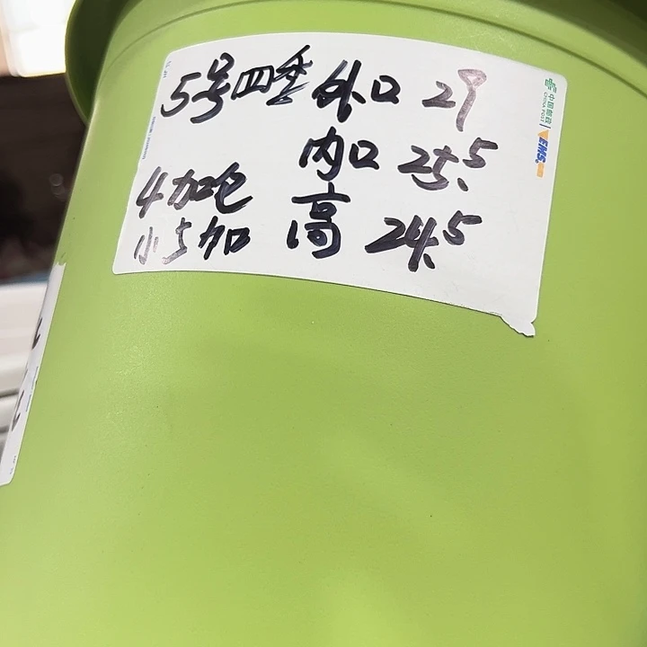 四季5号特价果绿色6个无托