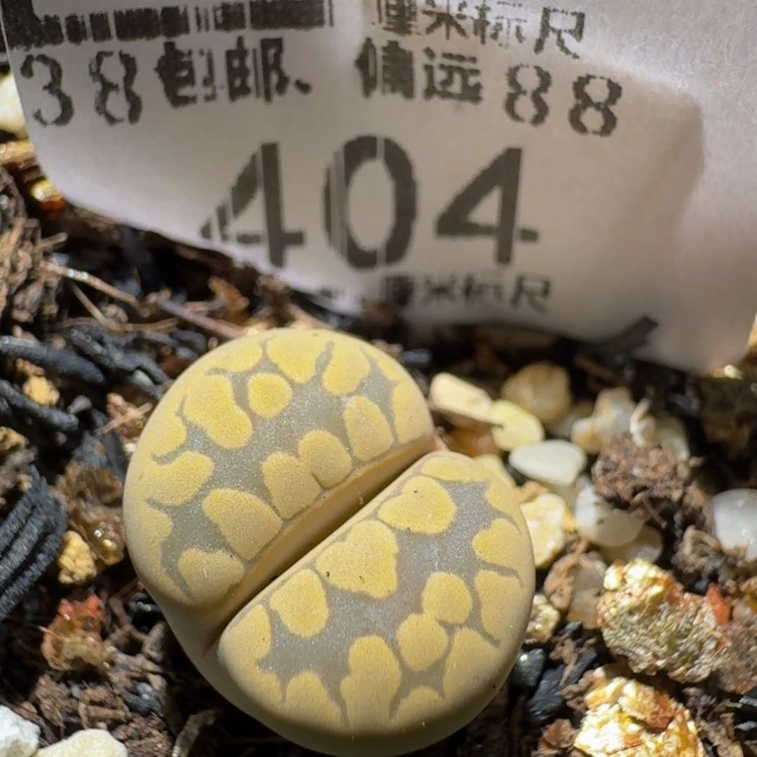 zzz生石花肉锥404