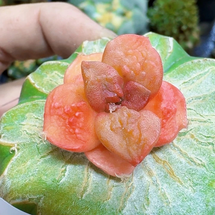 福利苗接龟甲牡丹锦425