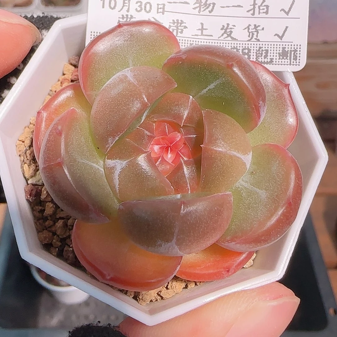 多肉1030--180钻石珍妮