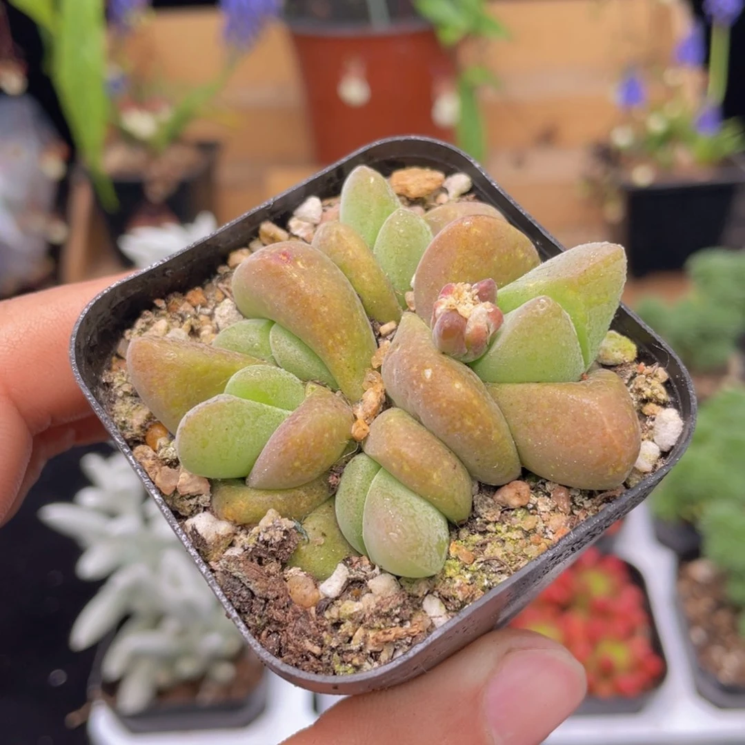 无比玉多肉9.9包邮发货