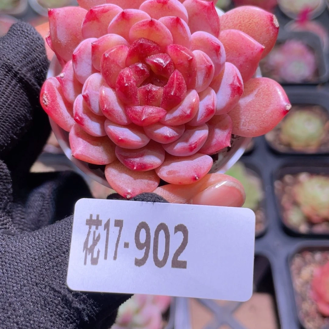 花利美17-902新品
