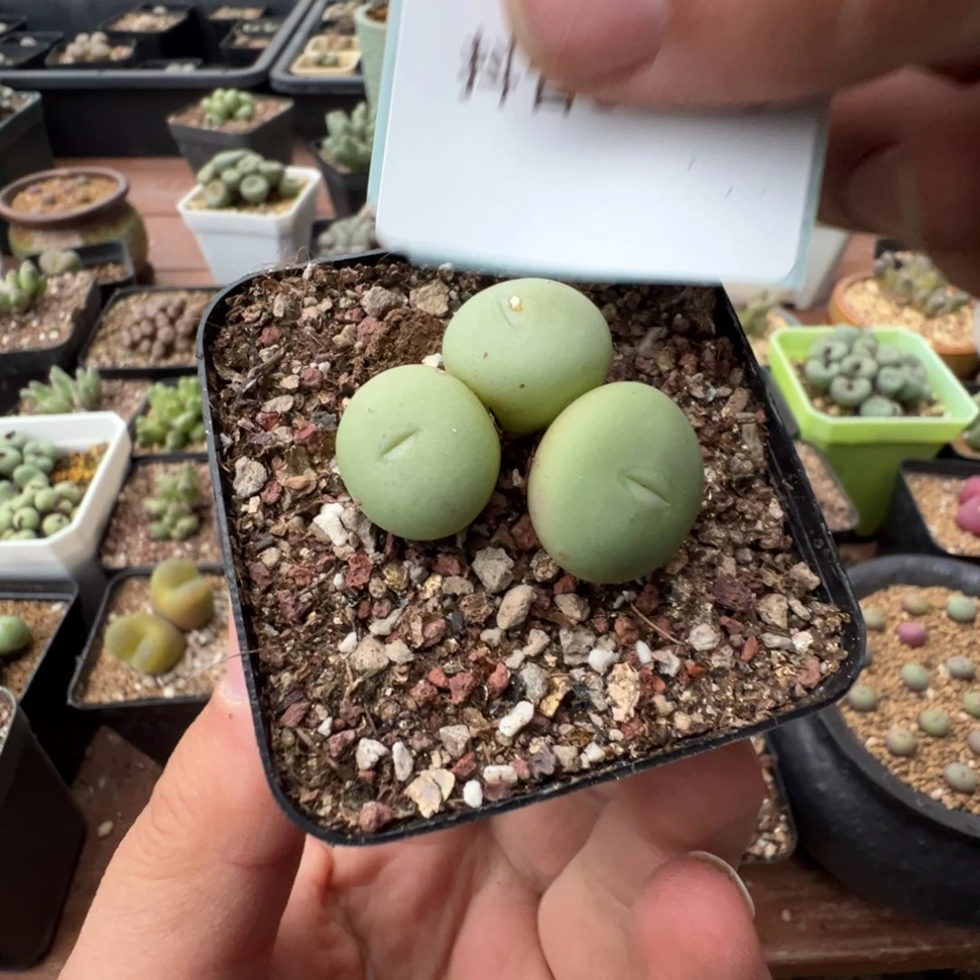 3-49肉锥多肉植物，