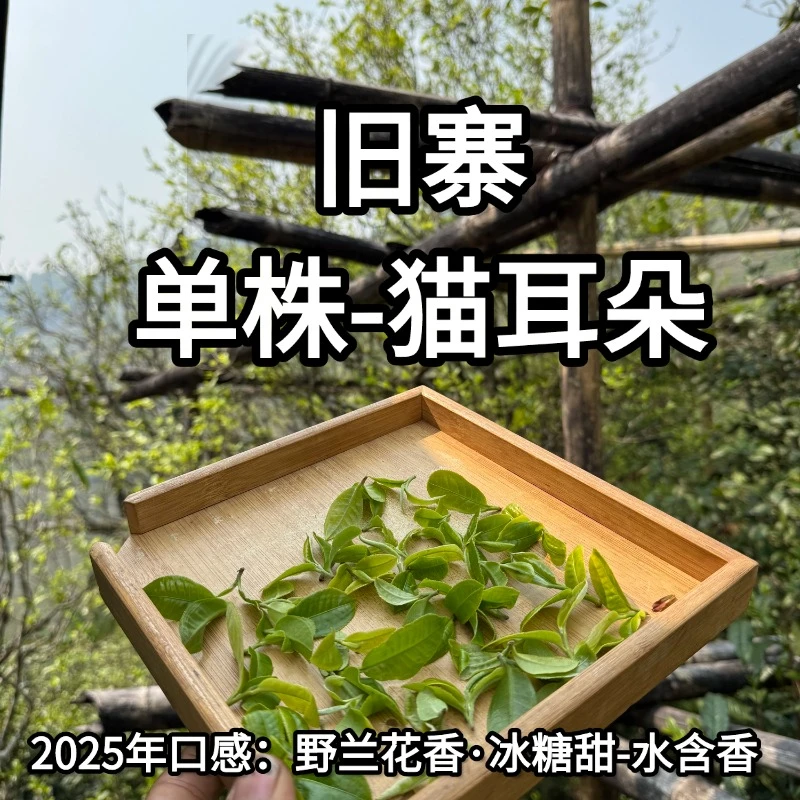 2025年（旧寨猫耳朵单株)头春4月2日 普洱生茶头春茶散茶