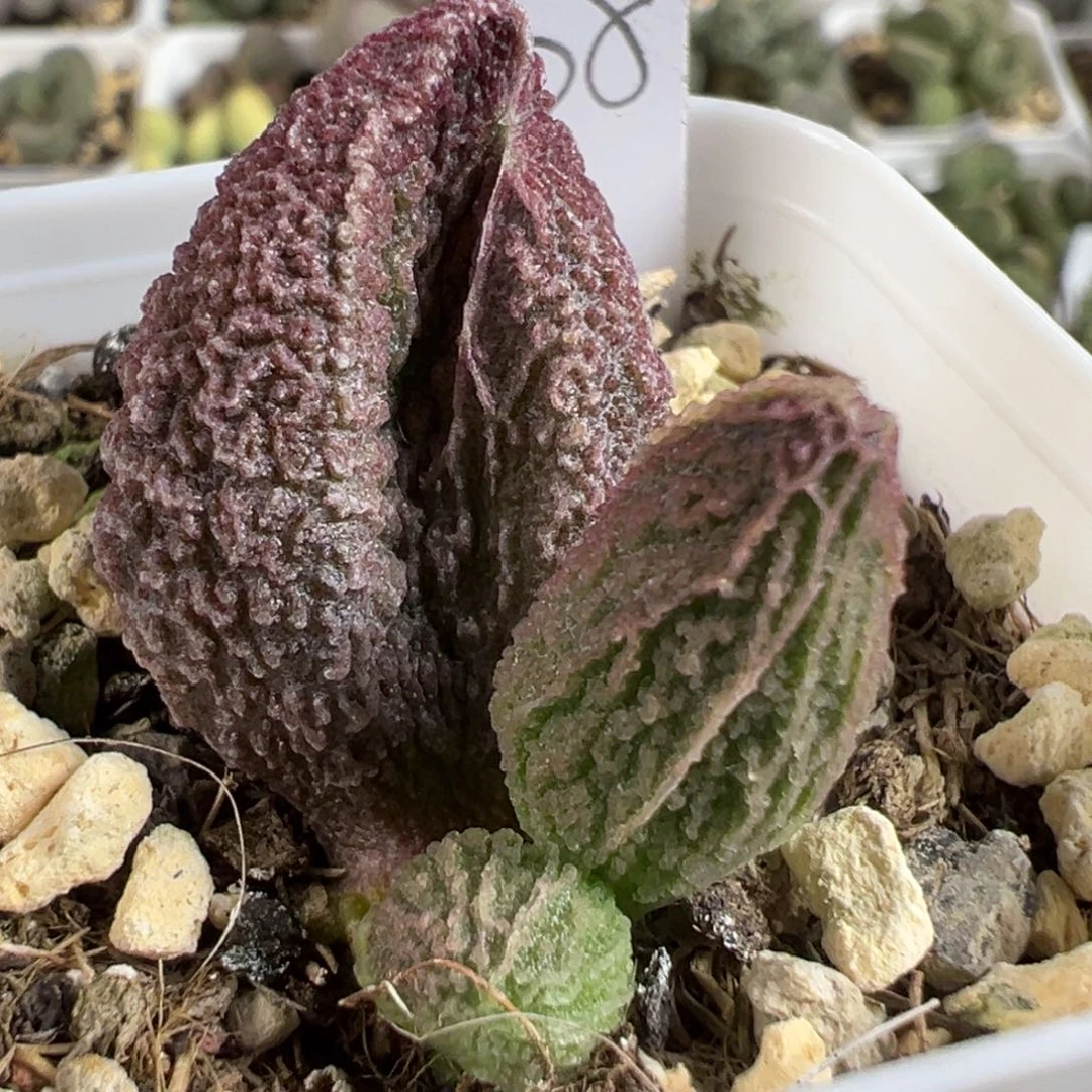 实生新品大苗多肉植物水泡多肉植物