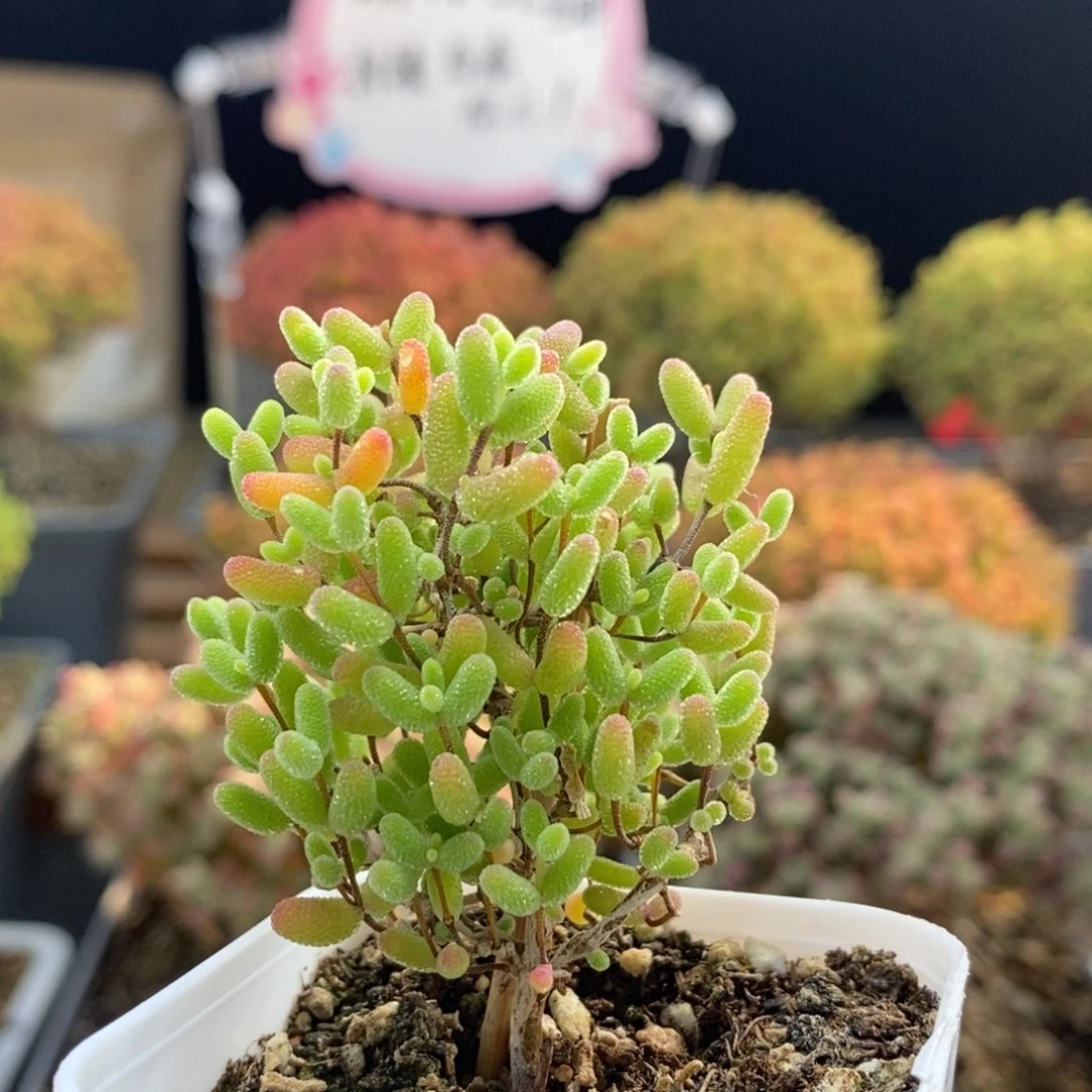 蜜橘糖球0964枝干番杏