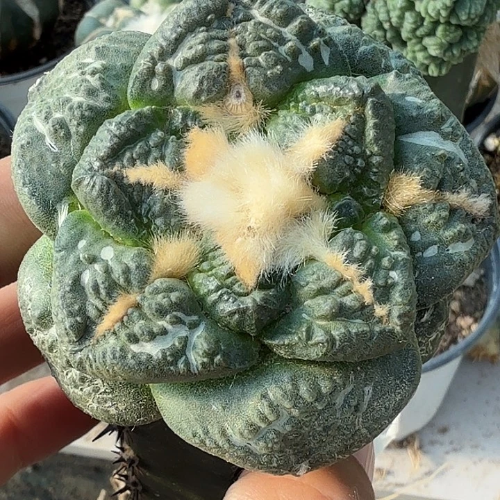 无花朵苗接大尤龟甲407