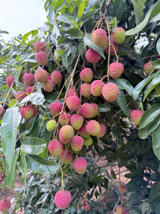 广东高州妃子笑荔枝当季水果现摘现发