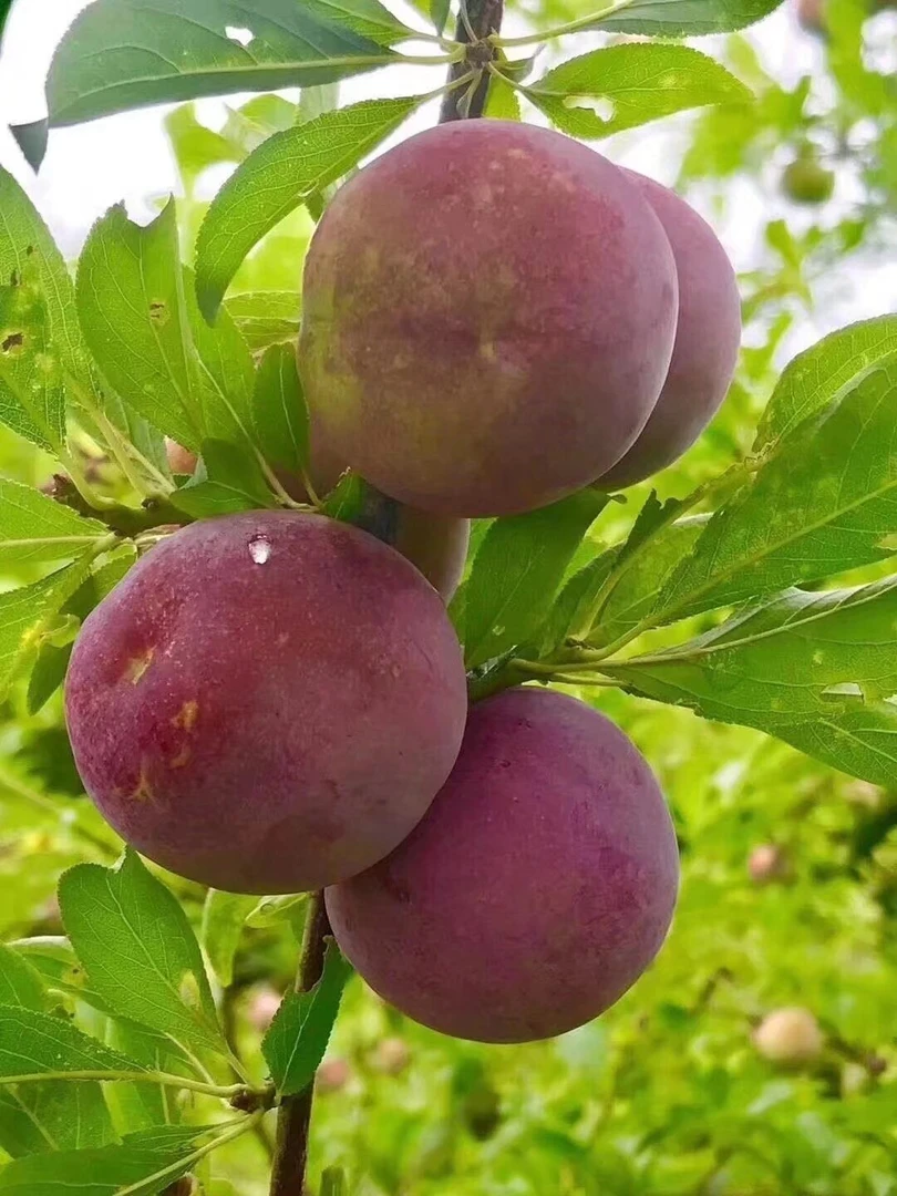 广西桂林农家大水李  皮薄肉厚 个大  三分酸七分甜 五斤起包邮