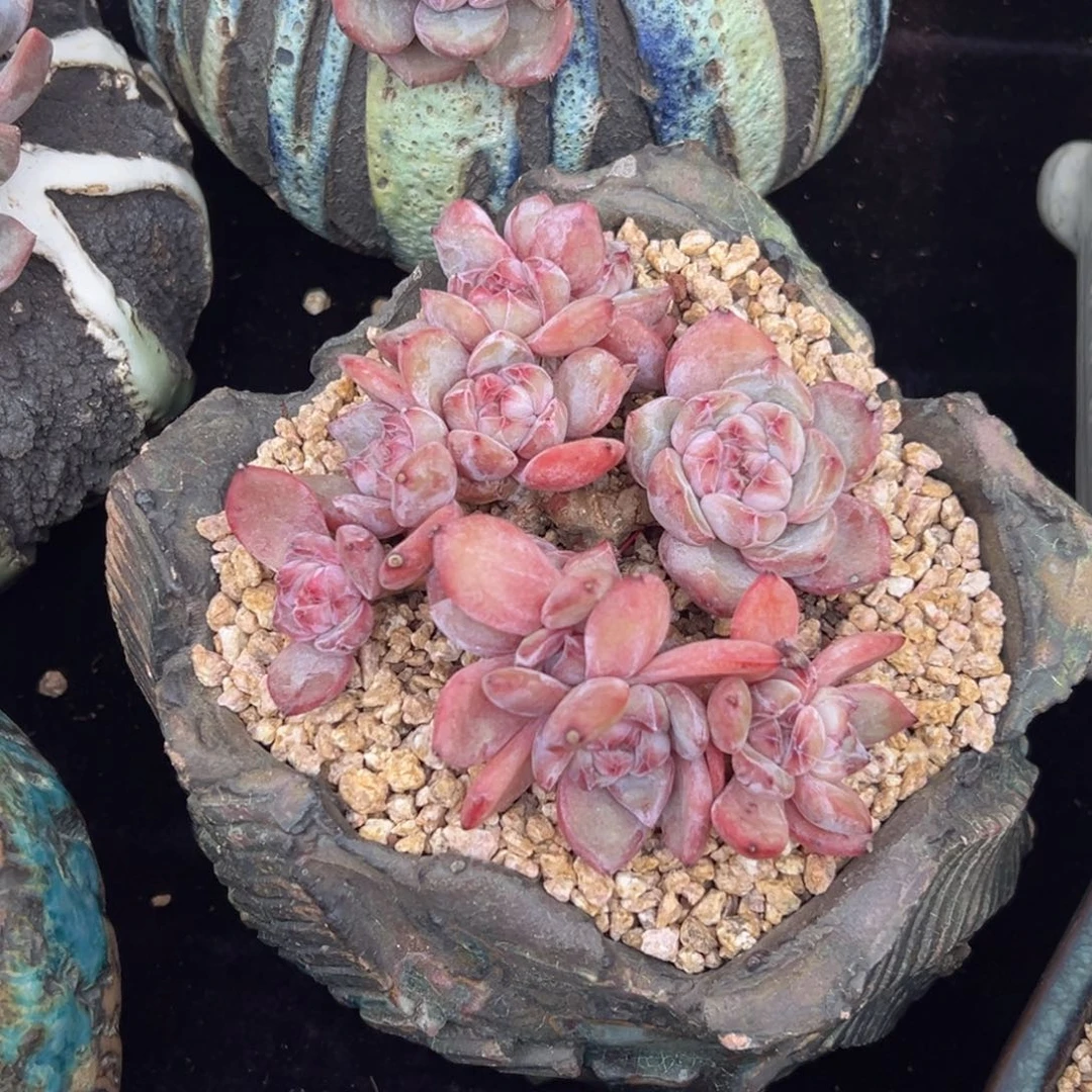 新年快乐 新年快乐