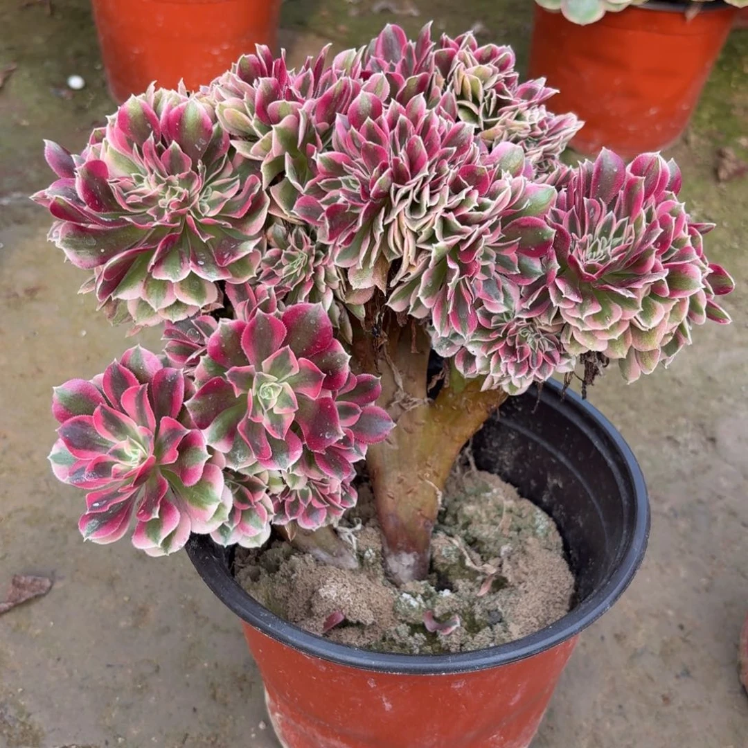 672粉女巫缀化多肉植物