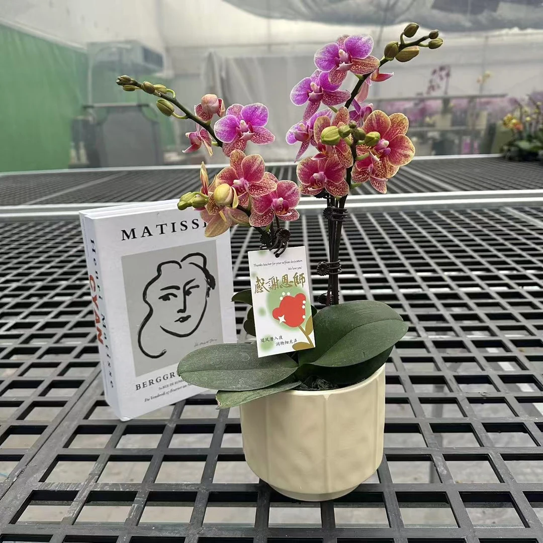 《金蝶》精品蝴蝶兰 耐开好养 轻奢高级 室内花花