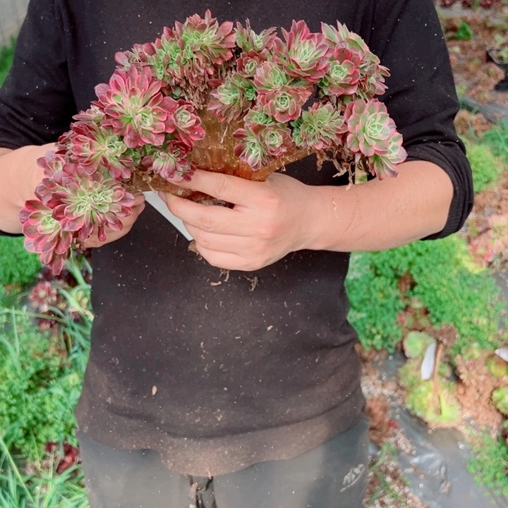 海王醉话35号多肉法师