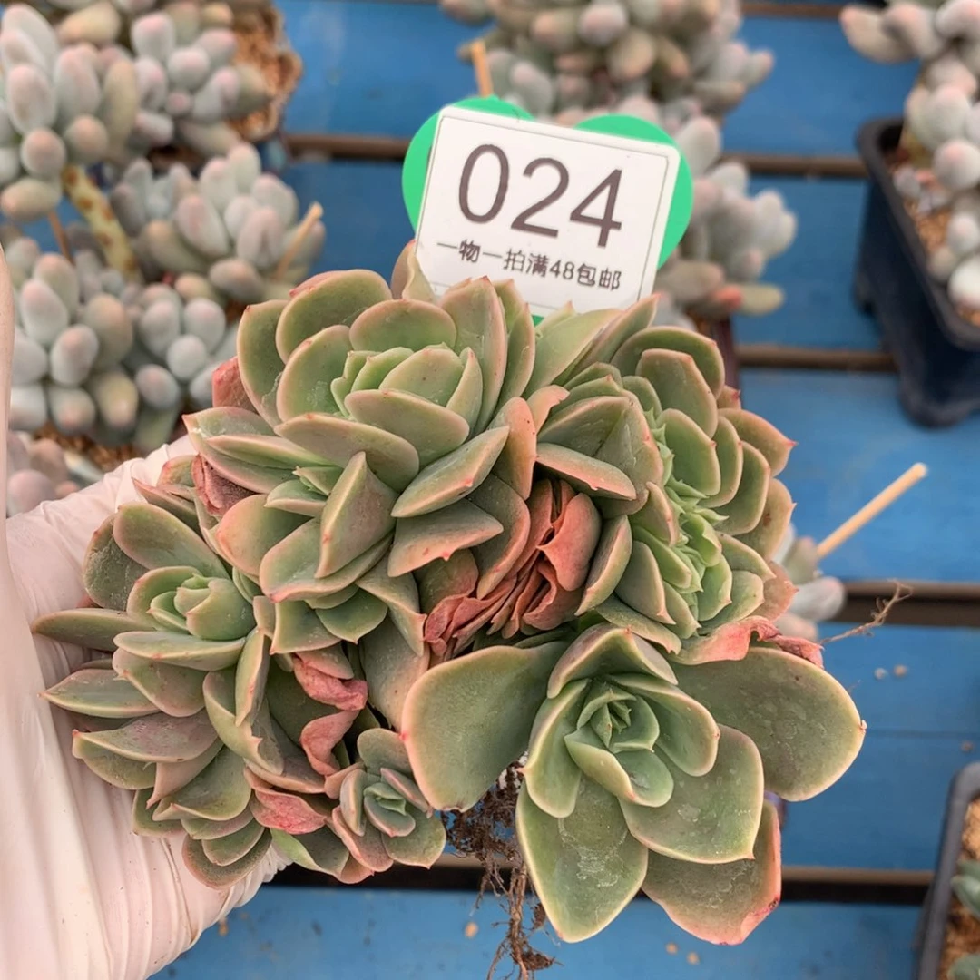 辛娜塔朵朵树一物一拍024