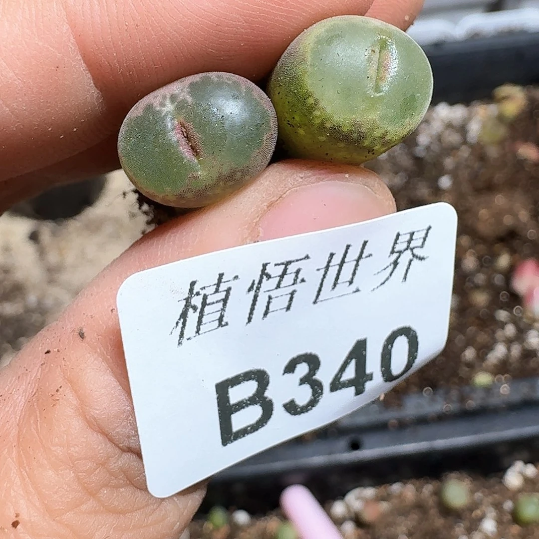 340盒多肉植物哇f g