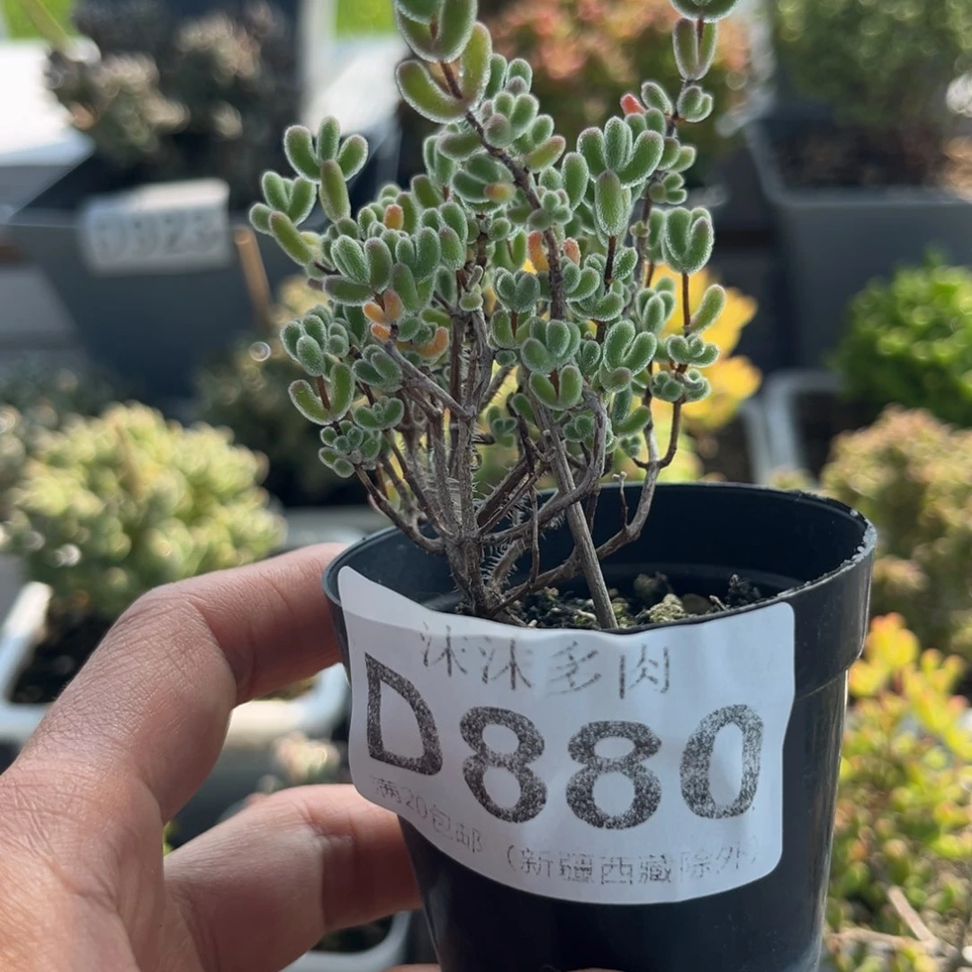 880新手开播福利枝干