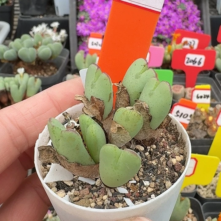 密密麻麻密密麻麻5041
