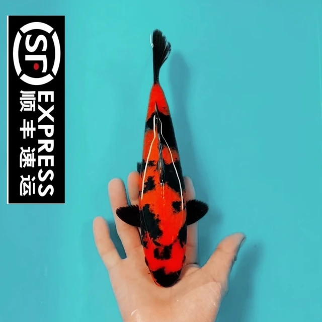顺丰精品绯写锦鲤鱼黑红分明重墨大小型冷水淡水菲写锦鲤观赏鱼