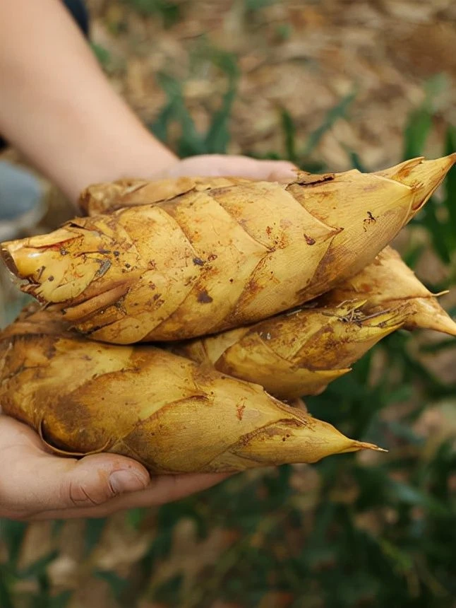四川新鲜黄泥冬笋带根方便储存顺丰包邮