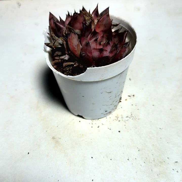 ?****?满6元包邮，黑天鹅2/3头