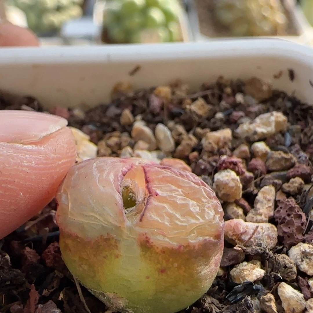 【闪购商品】是***吖7960