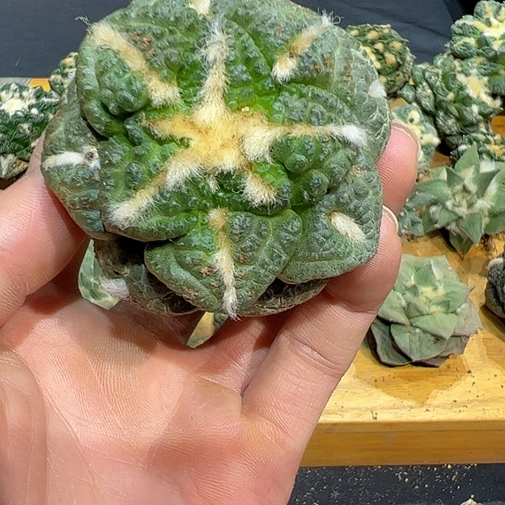 4号自根龟甲连山