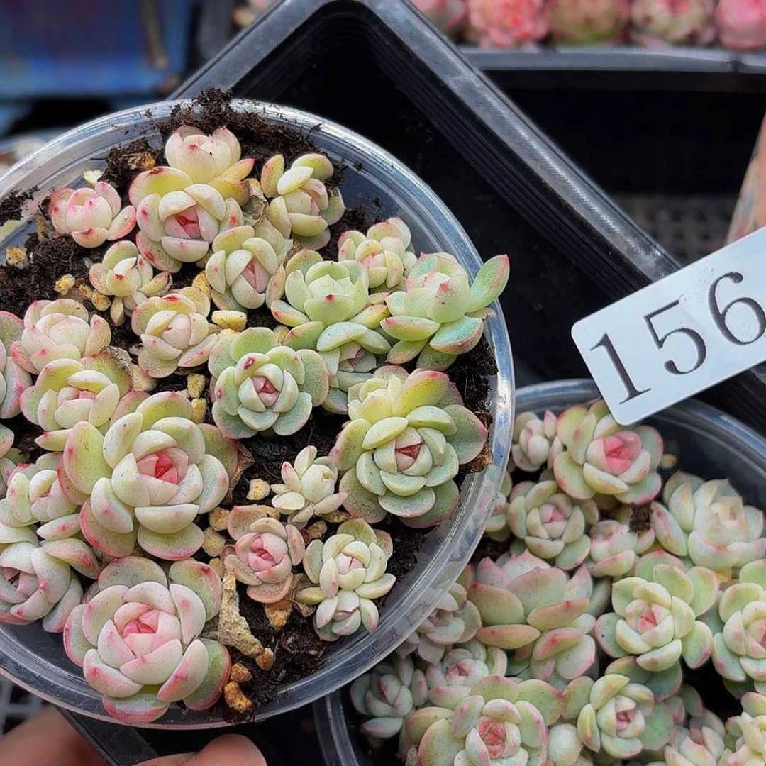 多****富多肉植物多肉植物156